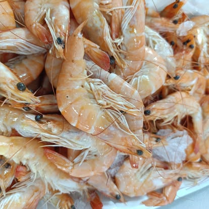 Produit La Dorade Royale